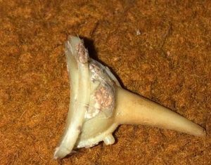 PM fecha local de rinha e apreende 90 galos de briga