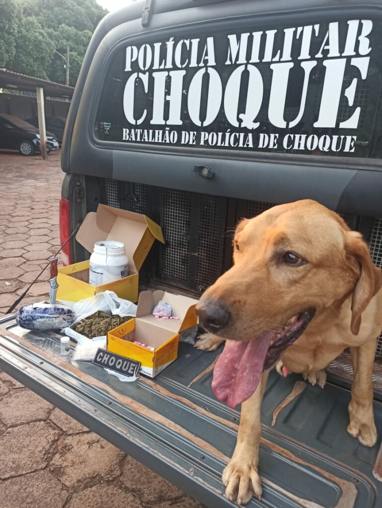 Cães farejadores do Choque encontram drogas em pacotes nos Correios