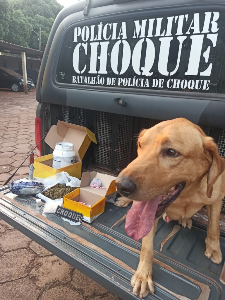 Cães farejadores do Choque encontram drogas em pacotes nos Correios Cães farejadores do Choque encontram drogas em pacotes nos Correios