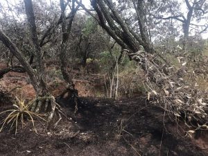 Usina é multada em R$ 189 mil por incêndio em lavoura de cana e mata nativa Usina é multada em R$ 189 mil por incêndio em lavoura de cana e mata nativa