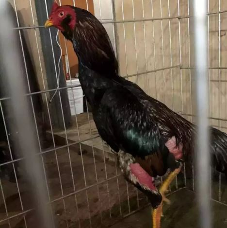 PMA apreende 72 galos de rinha em bairro da Capital