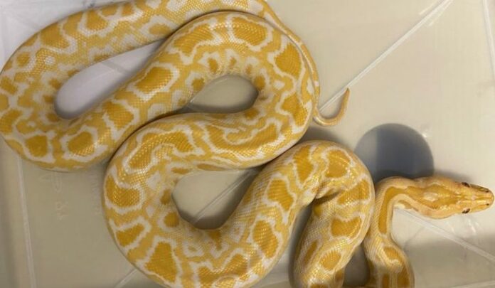 CAPAserpente-730x425