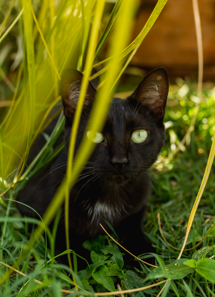 Shopping realiza ação on-line para adoção de animais