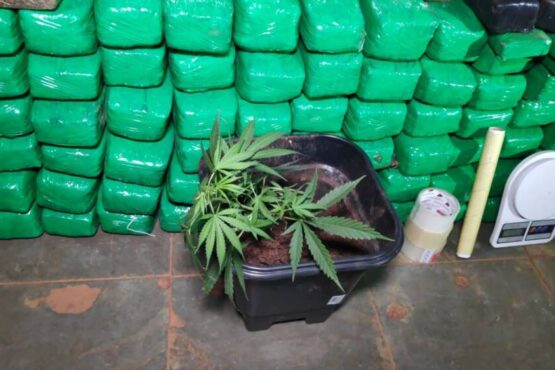 DOF apreende maconha e cocaína e até um pé de maconha com um casal DOF apreende maconha e cocaína e até um pé de maconha com um casal