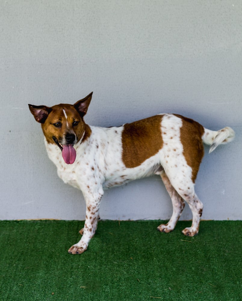 Saúde e alimentação pet são temas de Lives a partir desta quinta-feira