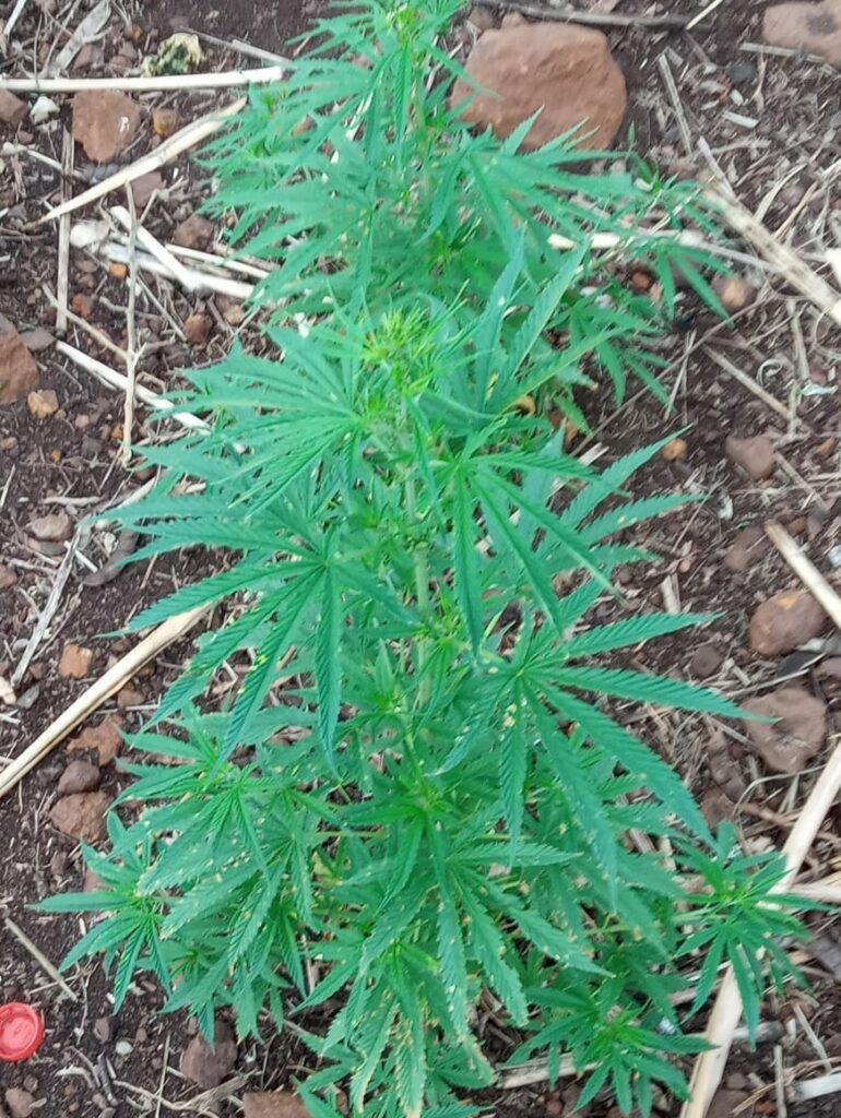 Polícia encontra pés de maconha cultivados em quintal de casa na fronteira Polícia encontra pés de maconha cultivados em quintal de casa na fronteira