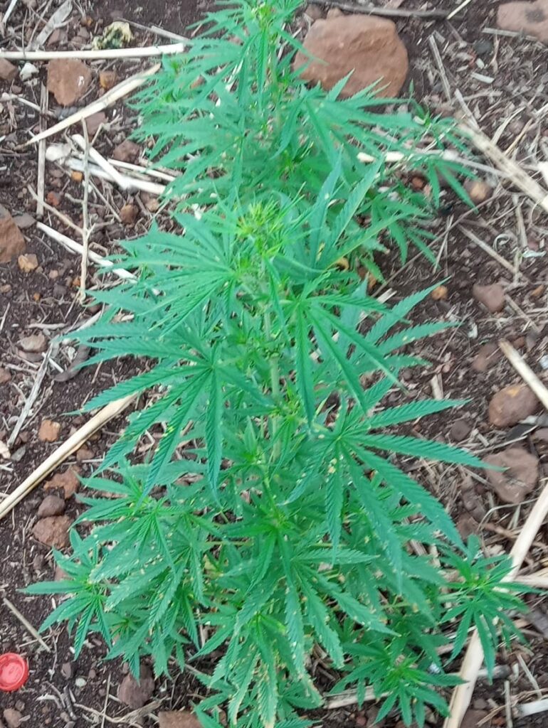 Polícia encontra pés de maconha cultivados em quintal de casa na fronteira