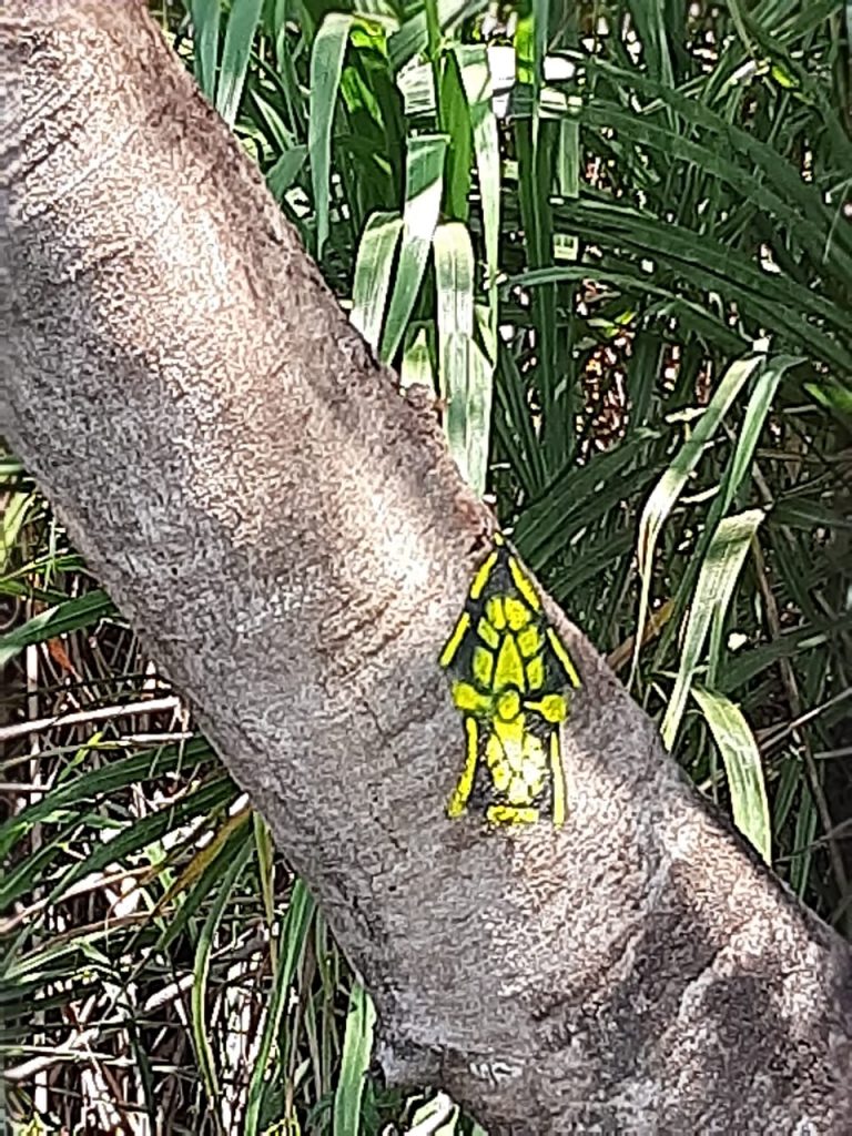 Trecho de trilha aquática no Parque das Várzeas do Rio Ivinhema é sinalizada