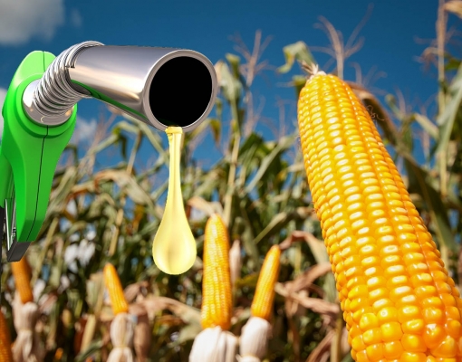 Destaque na produção de grãos, MS terá primeira indústria de etanol de milho