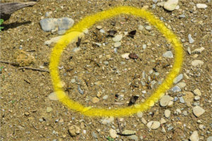 “Gafanhotinho-tigre” é tema de artigo científico voltado para crianças