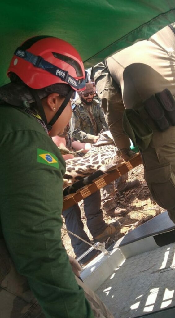 CRMV-MS realizará treinamento de voluntários da da Campanha SOS Animais Silvestres