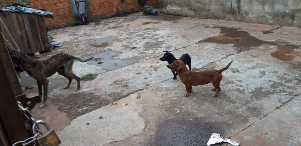 Identificados e autuados suspeitos de maus tratos a cachorros na Capital Identificados e autuados suspeitos de maus tratos a cachorros na Capital