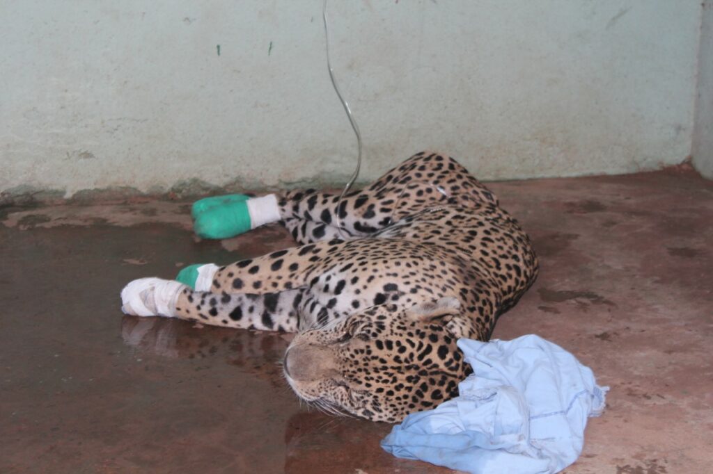 CRMV-MS fará treinamento com voluntários para a criação de Grupo Permanente no estado