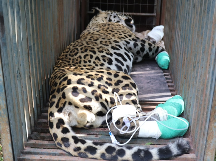 Morre uma das duas onças pintadas feridas em incêndio no Pantanal