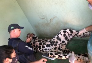 Com obras em andamento, MS terá clínica moderna e equipada para tratar animais silvestres