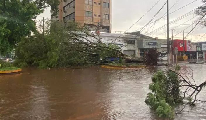 Vídeo: Vendaval derruba árvores no Centro de Dourados durante forte chuva