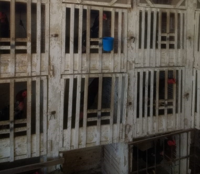PM interditou criadouros de galos, multou proprietário e prendeu 86 galos de rinha PM interditou criadouros de galos, multou proprietário e prendeu 86 galos de rinha
