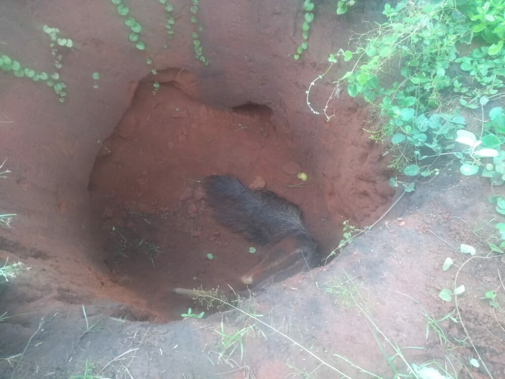 Tamanduá-bandeira é regatado de dentro de fossa em aldeia indígena