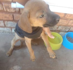 O cão vira-lata "Covid" encontrou amor e carinho na equipe da Agepen e se tornou mascote O cão vira-lata "Covid" encontrou amor e carinho na equipe da Agepen e se tornou mascote