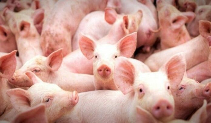 Suinos_19732-768x402-730x425