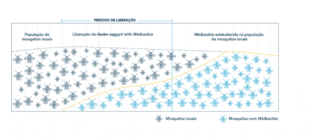 Mosquitos que combatem a Dengue começam a ser soltos na capital Mosquitos que combatem a Dengue começam a ser soltos na capital
