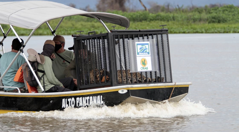 Onça resgatada em incêndio do Pantanal é devolvida à natureza