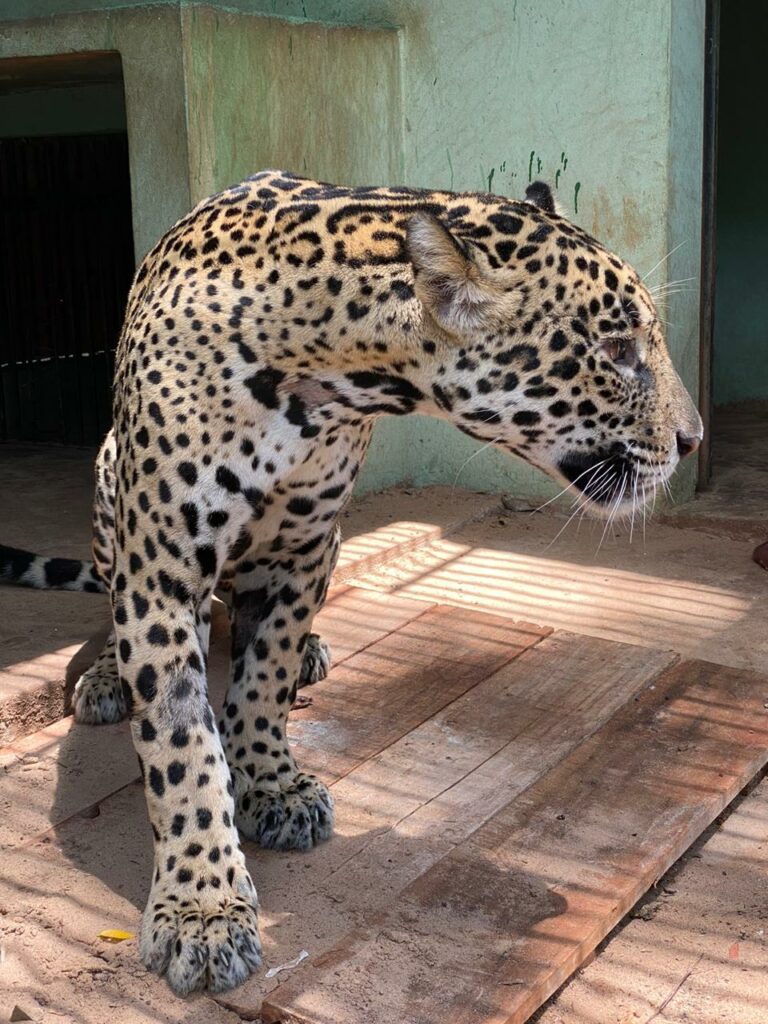 Onça resgatada em novembro no Pantanal com queimaduras, será solta em seu habitat na próxima quinta-feira, dia 21