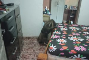 Tamanduá-bandeira é capturado dentro de quarto de residência