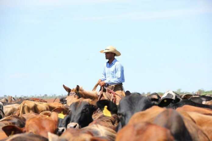 09-37-15-Pecuária_Pantanal_Senar_0