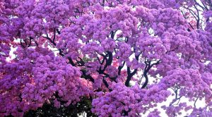 Fevereiro Roxo: Médico esclarece fatos e mitos sobre o Alzheimer