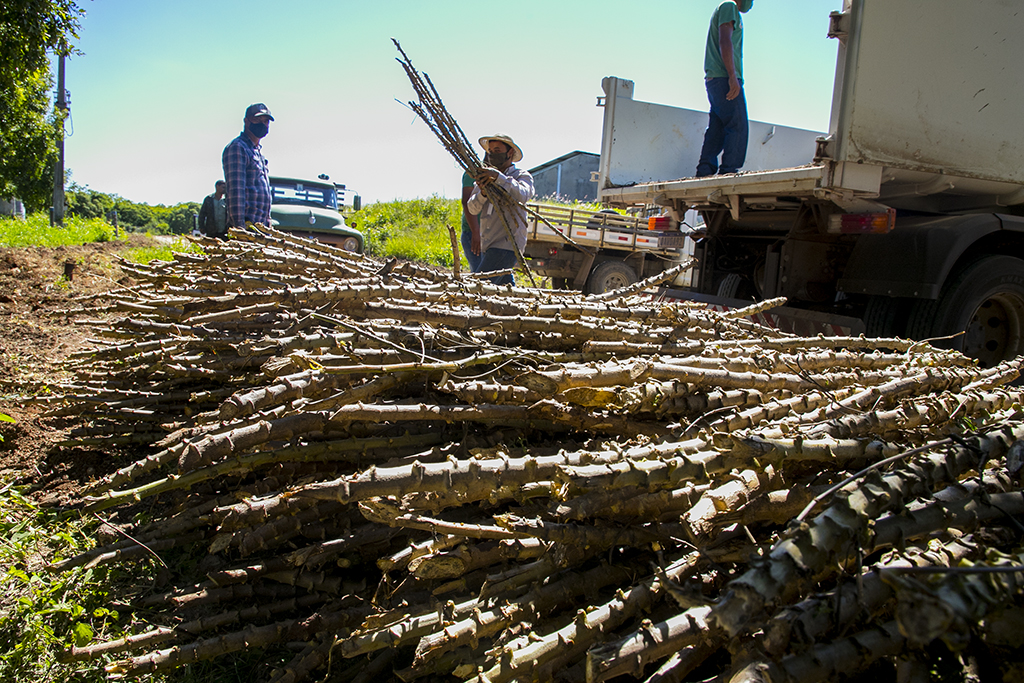 Agricultores do assentamento Taquaral recebem ramas de mandioca para cultivo Agricultores do assentamento Taquaral recebem ramas de mandioca para cultivo