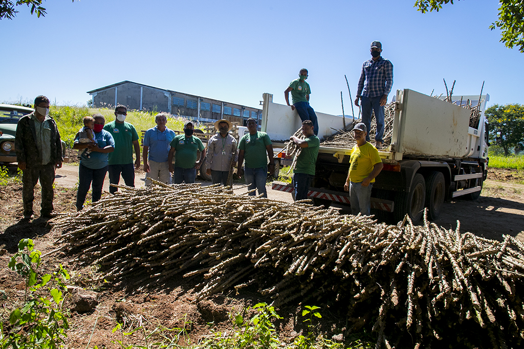 Agricultores do assentamento Taquaral recebem ramas de mandioca para cultivo Agricultores do assentamento Taquaral recebem ramas de mandioca para cultivo