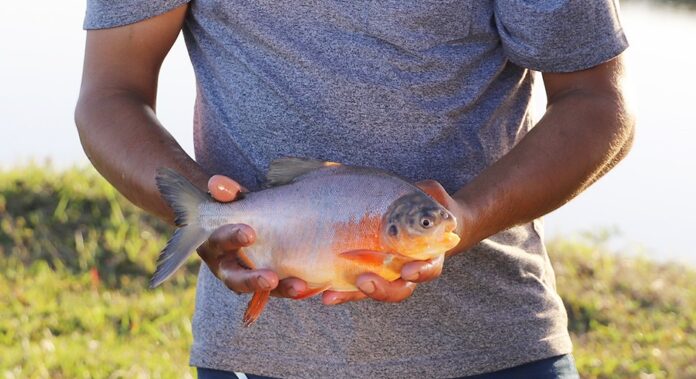 Piscicultura_Mercado_Senar_0