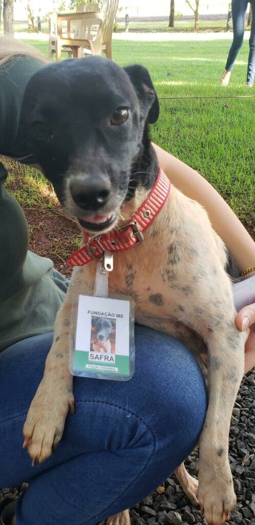 Do abandono ao emprego, cachorras Safra e Safrinha mudam a rotina de empresa em MS Do abandono ao emprego, cachorras Safra e Safrinha mudam a rotina de empresa em MS