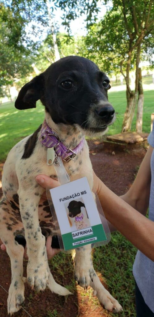Do abandono ao emprego, cachorras Safra e Safrinha mudam a rotina de empresa em MS Do abandono ao emprego, cachorras Safra e Safrinha mudam a rotina de empresa em MS