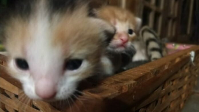 WhatsApp-Image-2019-12-04-at-15.32.26-768x432