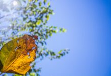 Outono de 2025 em MS deve ter calor acima da média e chuvas escassas