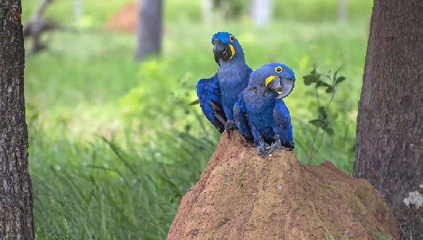 Secretários visitam Estrada Parque de Piraputanga para definir estratégias de turismo na região
