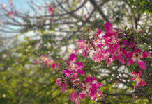 Primavera começa na madrugada de amanhã no hemisfério sul