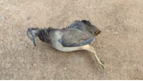 PMA autua pai e filho por porte ilegal de arma de fogo e caça de ave silvestre PMA autua pai e filho por porte ilegal de arma de fogo e caça de ave silvestre