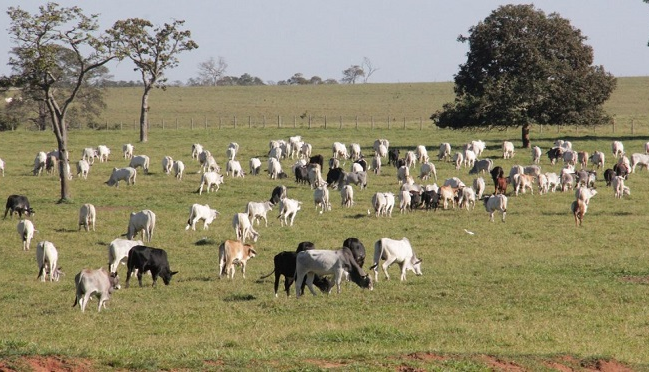 Representantes do setor rural de Coxim e Rio Verde comemoram criação da Deleagro Representantes do setor rural de Coxim e Rio Verde comemoram criação da Deleagro