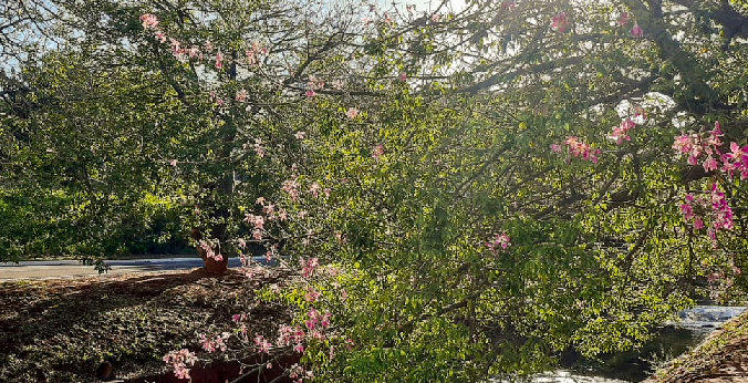 Paineiras colorem ruas da Campo Grande neste outono