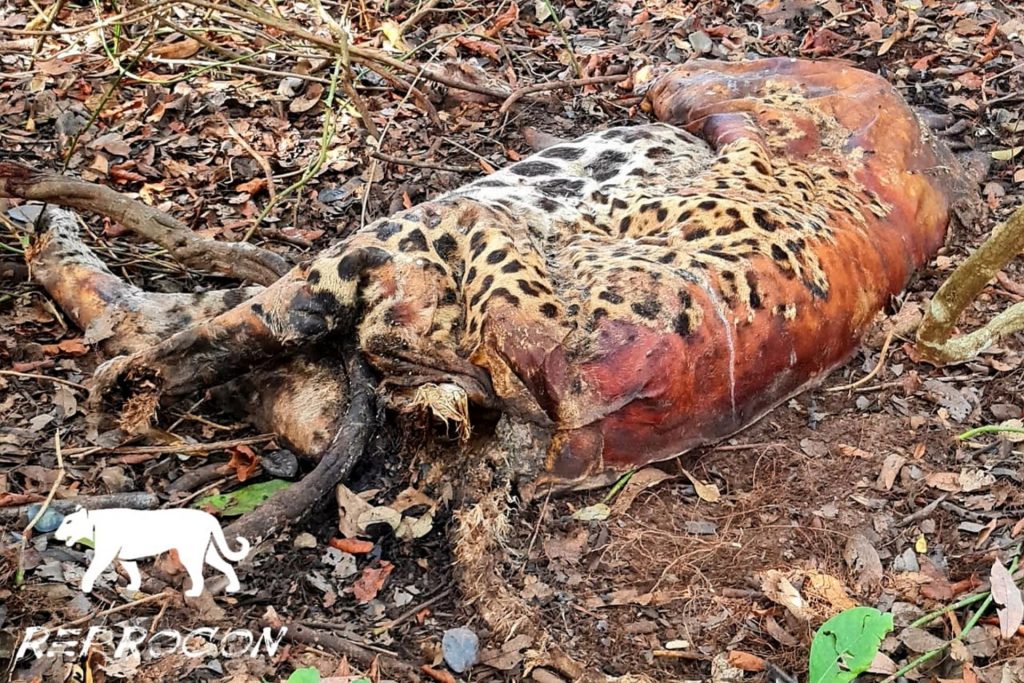 Morte de onças em MS revela novo inimigo da espécie e risco de extinção