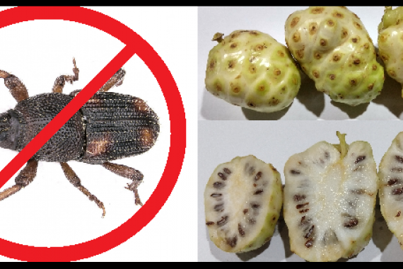 Estudantes SESI de Aparecida do Taboado participam de feira internacional de ciências