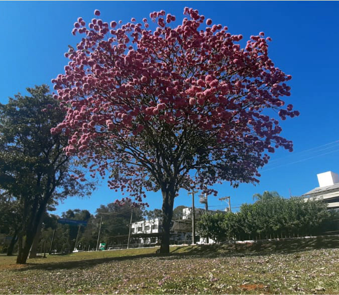 Ipês floridos colorem a Capital Morena no mês de julho Ipês floridos colorem a Capital Morena no mês de julho