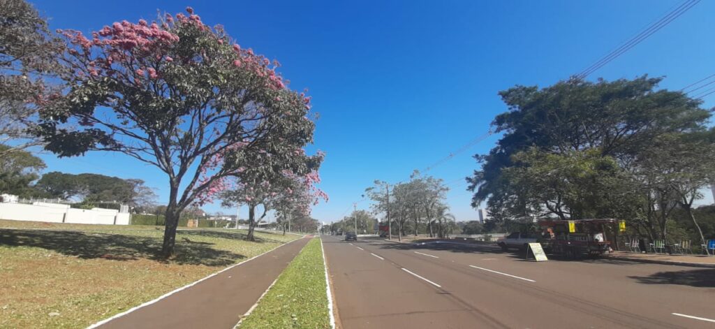 Ipês floridos colorem a Capital Morena no mês de julho Ipês floridos colorem a Capital Morena no mês de julho