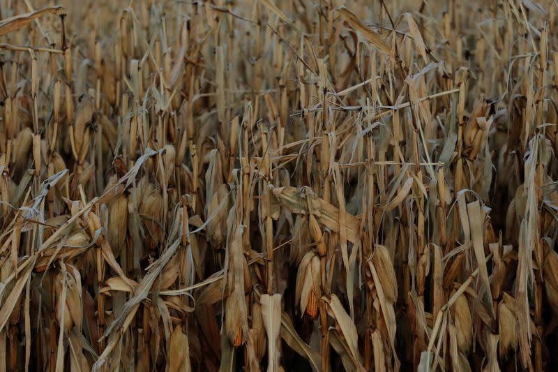 Seco e gelo deve dar queda de 50% nos campos de milho com 2,7 mi de perda a MS Seco e gelo deve dar queda de 50% nos campos de milho com 2,7 mi de perda a MS