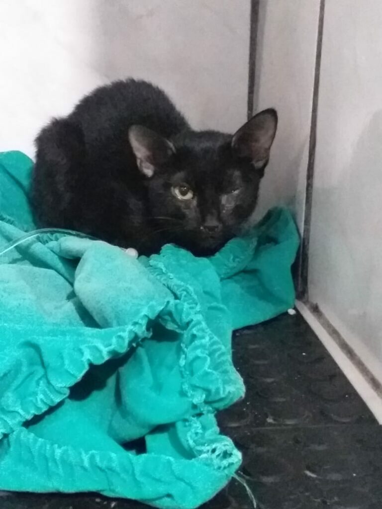 Queda na temperatura é alerta para situação de animais abandonados e mobiliza Ongs e pessoas