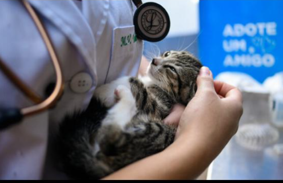 Entre adultos e filhotes, 70 cães e gatos estarão em feira de adoção da Subea no próximo sábado Entre adultos e filhotes, 70 cães e gatos estarão em feira de adoção da Subea no próximo sábado