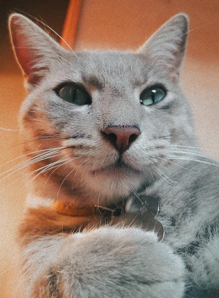 Queda na temperatura é alerta para situação de animais abandonados e mobiliza Ongs e pessoas